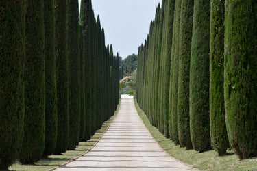 20 MEDITERRANEAN CYPRESS TREE Italian Pencil Pine Cedar Cupressus Sempervirens Stricta Seeds